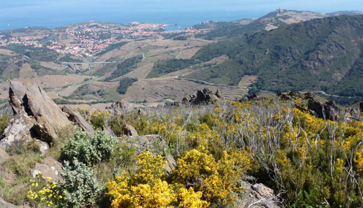 roussillon vue sur collioure