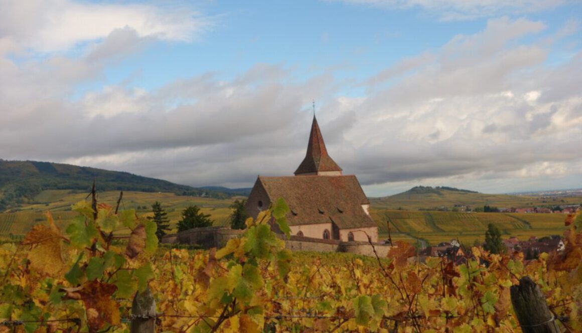 vosges Weinberge