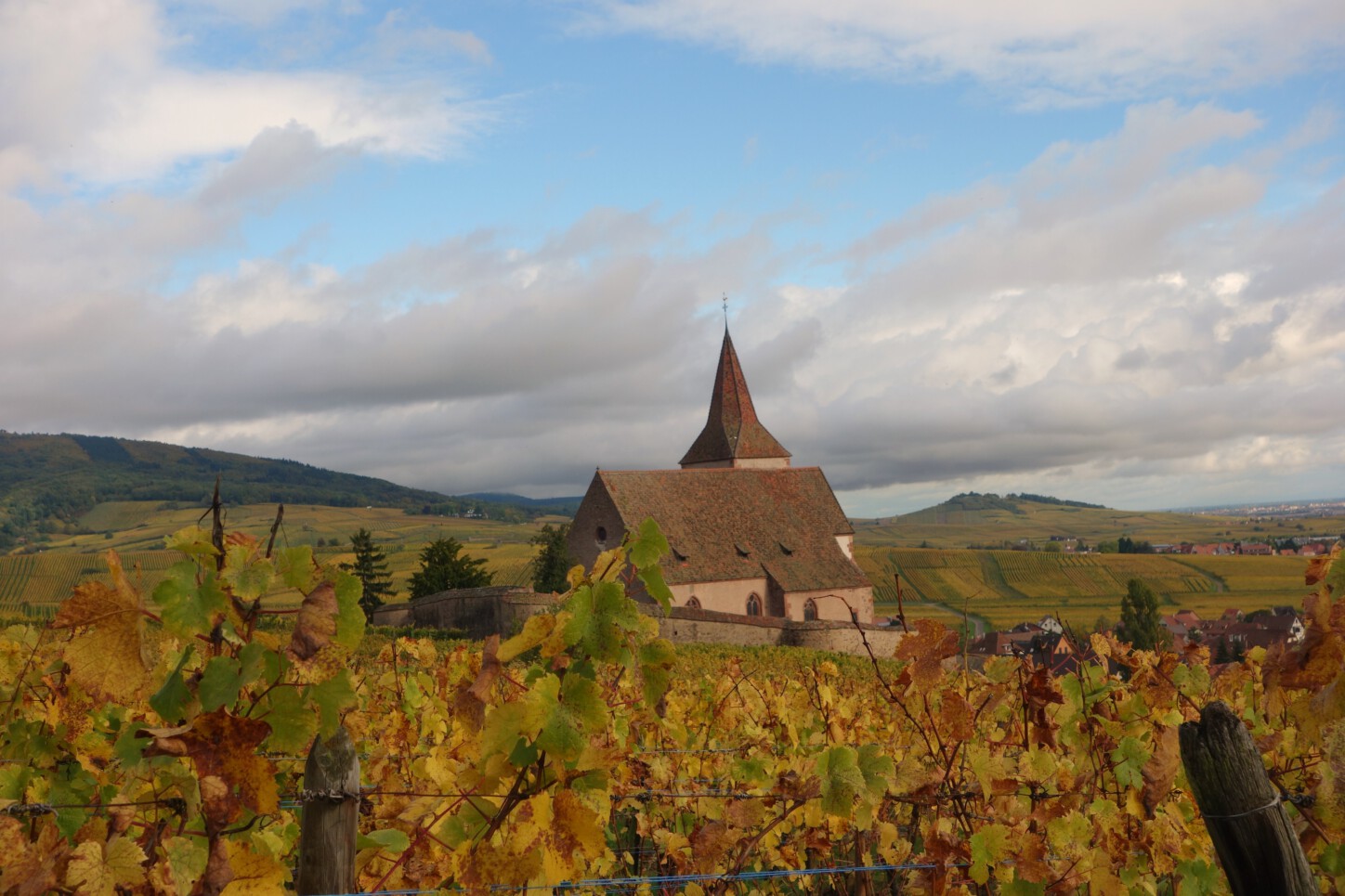 vosges Weinberge